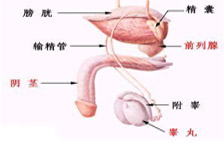 阴茎勃不起是什么原因