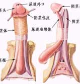 阴茎短小相关原因有哪些呢